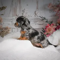 AKC-Brooklyn, a female Miniature Dachshund for sale in Millersburg, OH – Photo 9 of 10
