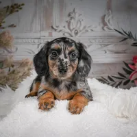 AKC-Brooklyn, a female Miniature Dachshund for sale in Millersburg, OH – Photo 6 of 10