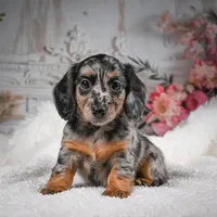 AKC-Brooklyn, a female Miniature Dachshund for sale in Millersburg, OH – Photo 1 of 10