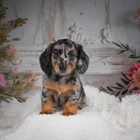 AKC-Brooklyn, a female Miniature Dachshund for sale in Millersburg, OH – Photo 4 of 10