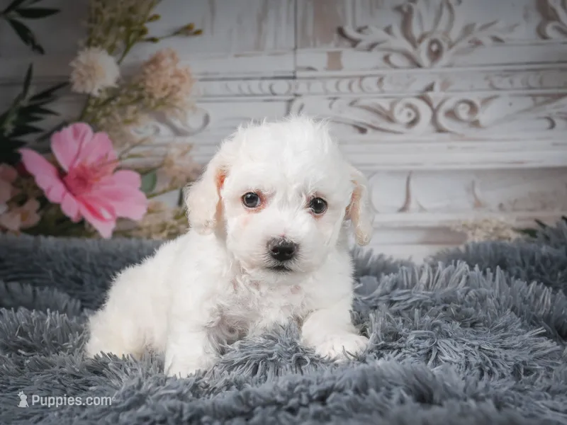 AKC-Freddie – Bichon Frise puppy for sale in Millersburg, OH