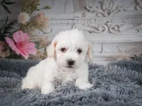 AKC-Freddie, a male Bichon Frise for sale in Millersburg, OH – 1 of 9