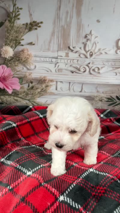 AKC-Freddie, a male Bichon Frise for sale in Millersburg, OH – 9 of 9