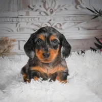 AKC-Hershey, a male Miniature Dachshund for sale in Millersburg, OH – 2 of 8