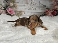 AKC-Charlotte, a female Miniature Dachshund for sale in Millersburg, OH – 5 of 6