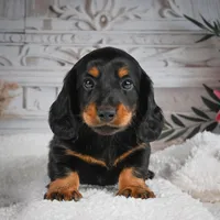 AKC-Gibson, a male Miniature Dachshund for sale in Millersburg, OH – 7 of 8