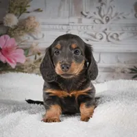 AKC-Gloria, a female Miniature Dachshund for sale in Millersburg, OH – 3 of 9
