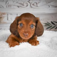 AKC-Drake, a male Miniature Dachshund for sale in Millersburg, OH – 4 of 8