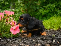 AKC-Jane, a female Miniature Dachshund for sale in Millersburg, OH – 7 of 7