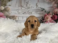 AKC-Rolex, a male Miniature Dachshund for sale in Millersburg, OH – Photo 7 of 8