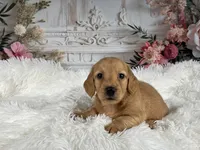AKC-Rolex, a male Miniature Dachshund for sale in Millersburg, OH – Photo 6 of 8