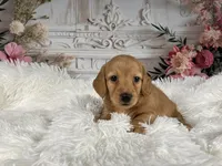 AKC-Rolex, a male Miniature Dachshund for sale in Millersburg, OH – Photo 2 of 8