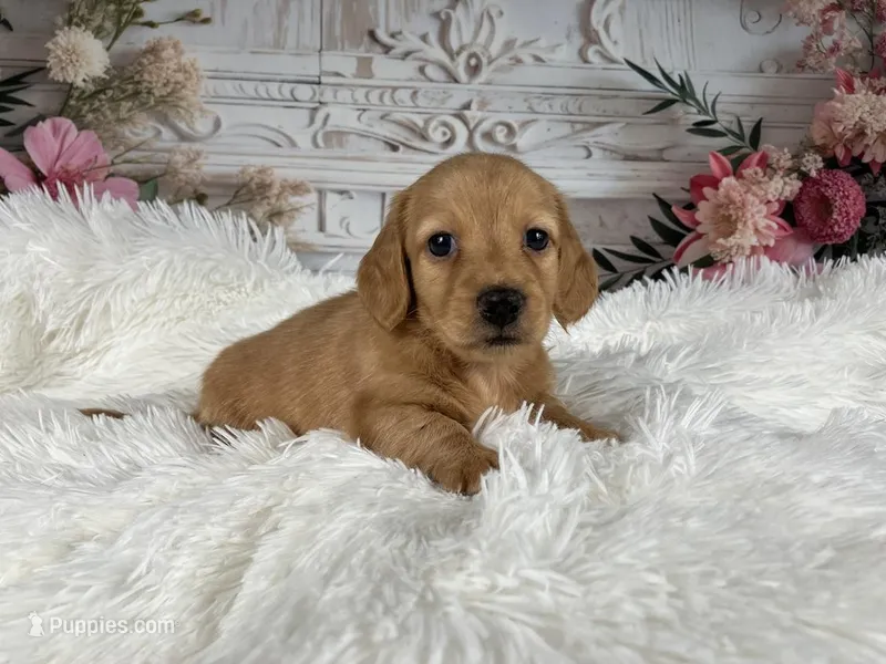 AKC-Rolex – Miniature Dachshund puppy for sale in Millersburg, OH