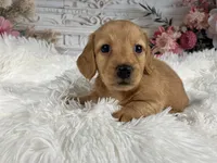 AKC-Rolex, a male Miniature Dachshund for sale in Millersburg, OH – Photo 5 of 8