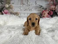 AKC-Rolex, a male Miniature Dachshund for sale in Millersburg, OH – Photo 3 of 8