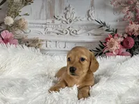 AKC-Rolex, a male Miniature Dachshund for sale in Millersburg, OH – Photo 8 of 8