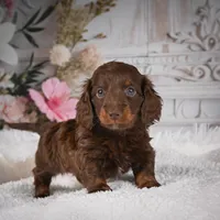 Emily, a female Miniature Dachshund for sale in Millersburg, OH – Photo 1 of 9