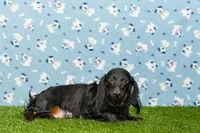 Emily, a female Miniature Dachshund for sale in Millersburg, OH – Photo 8 of 9