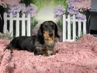 Emily, a female Miniature Dachshund for sale in Millersburg, OH – Photo 9 of 9