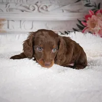 Emily, a female Miniature Dachshund for sale in Millersburg, OH – Photo 6 of 9
