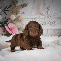 Emily, a female Miniature Dachshund for sale in Millersburg, OH – Photo 5 of 9