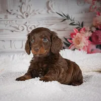 Emily, a female Miniature Dachshund for sale in Millersburg, OH – Photo 4 of 9