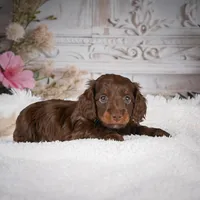 Emily, a female Miniature Dachshund for sale in Millersburg, OH – Photo 7 of 9
