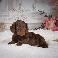 Emily, a female Miniature Dachshund for sale in Millersburg, OH – Photo 2 of 9