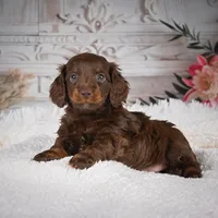 Emily, a female Miniature Dachshund for sale in Millersburg, OH – Photo 3 of 9