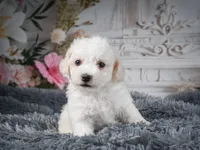 AKC-Freddie, a male Bichon Frise for sale in Millersburg, OH – 6 of 9