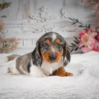 AKC-Betsy, a female Miniature Dachshund for sale in Millersburg, OH – 6 of 7