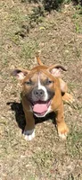 Roxanne, a female American Pit Bull Terrier for sale in Jefferson, GA – 1 of 2