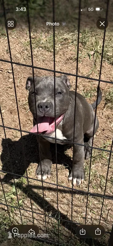 Clifford – American Pit Bull Terrier puppy for sale in Jefferson, GA
