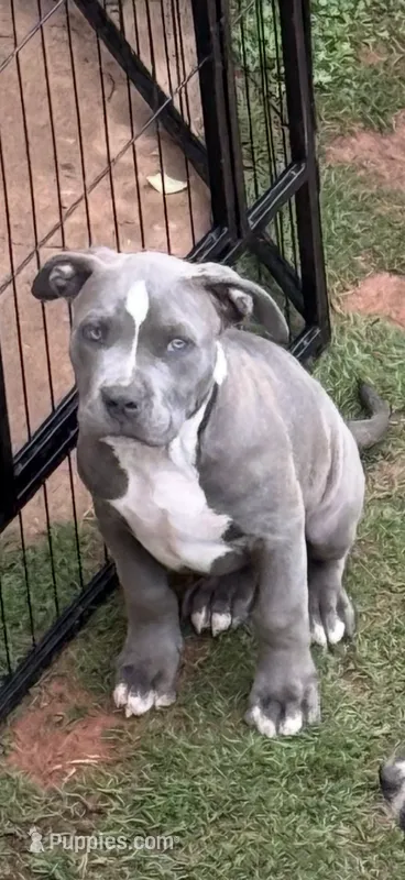 Duke – American Pit Bull Terrier puppy for sale in Jefferson, GA