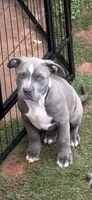 Duke, a male American Pit Bull Terrier for sale in Jefferson, GA – 1 of 2