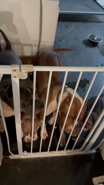 Clifford, a female American Pit Bull Terrier for sale in Jefferson, GA – 2 of 2