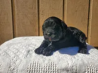Panther, a female Cavalier King Charles Spaniel and Poodle - Toy  for sale in Benton, IL – Photo 1 of 3