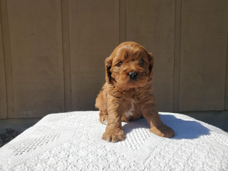 Charlotte – Cavalier King Charles Spaniel, Poodle - Toy  puppy for sale in Benton, IL