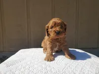 Charlotte, a female Cavalier King Charles Spaniel and Poodle - Toy  for sale in Benton, IL – Photo 1 of 3