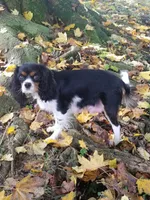 Charlotte, a female Cavalier King Charles Spaniel and Poodle - Toy  for sale in Benton, IL – Photo 3 of 3