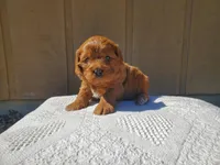 Charlotte, a female Cavalier King Charles Spaniel and Poodle - Toy  for sale in Benton, IL – Photo 2 of 3