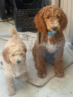 Spanke mating, a male Poodle - Standard  for sale in Brownsville, CA – 3 of 3