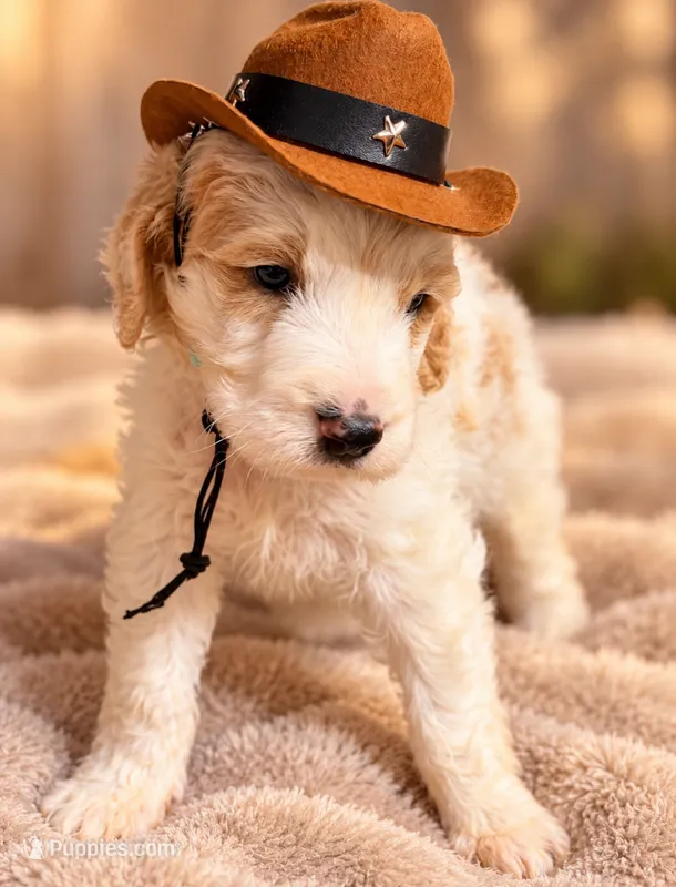 Lake  – Goldendoodle puppy for sale in Brownsville, CA