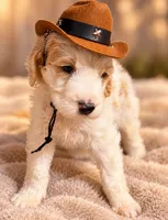 Lake , a male Goldendoodle for sale in Brownsville, CA – 1 of 1