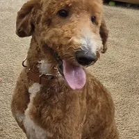 Spanke mating, a male Poodle - Standard  for sale in Sacramento, CA – 1 of 2
