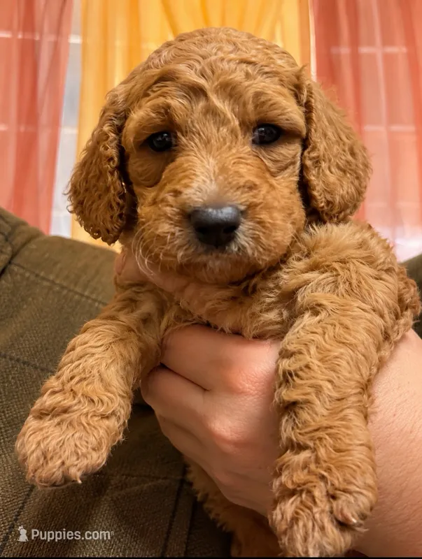 Picsi  – Goldendoodle puppy for sale in Brownsville, CA