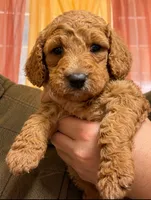 Picsi , a male Goldendoodle for sale in Brownsville, CA – 1 of 1