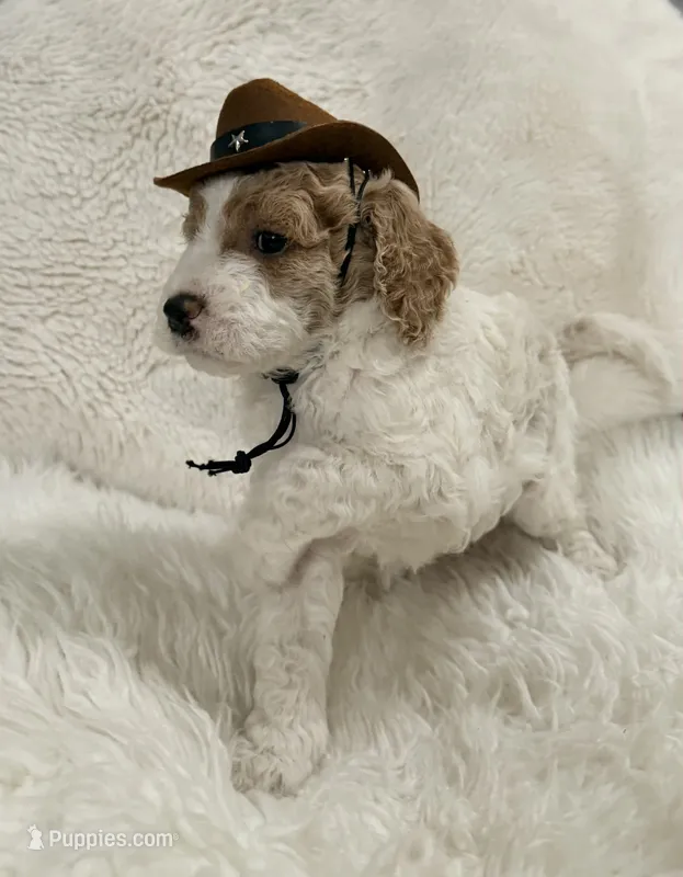 Vavi – Goldendoodle puppy for sale in Sacramento, CA