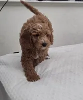 processed/481ecc20-08b4-4439-9273-bf249ace1d3c/listing/d91e7709-dc40-4965-a67c-111177cea7dd/3cdf8e9c-fc0f-4a8b-ba09-992b42b940d3