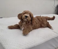 processed/481ecc20-08b4-4439-9273-bf249ace1d3c/listing/d91e7709-dc40-4965-a67c-111177cea7dd/691d6bf4-c79c-4246-be41-af762ad805d4